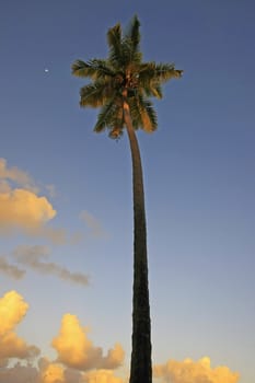 Leaning palm tree at Las Terrenas beach at sunset, Samana peninsula, Dominican Republic