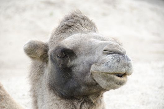Head of a Bactrian Camel, Camelus bactrianus