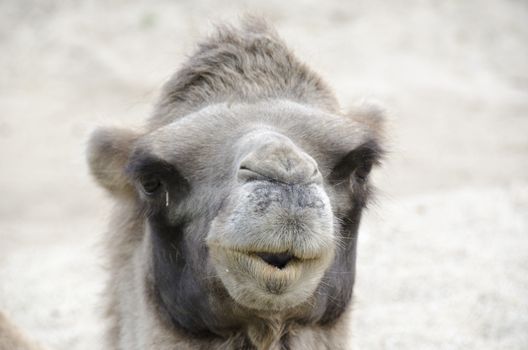 Head of a Bactrian Camel, Camelus bactrianus