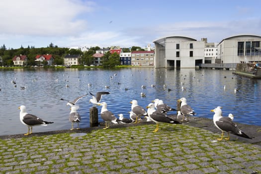 seagulls near a pond in the center of Reykjavik