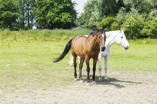 herd of horses