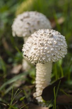 White lepidella mushroom growing on green grass, Amanita vittadinii