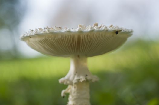 White lepidella mushroom growing on green grass, Amanita vittadinii
