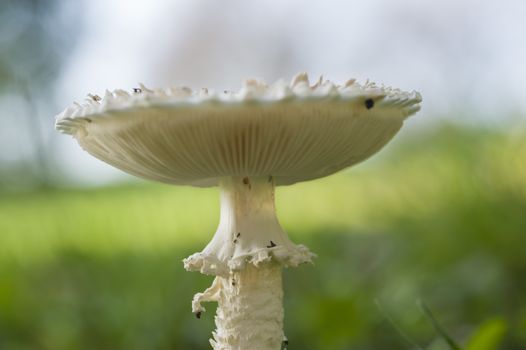 White lepidella mushroom growing on green grass, Amanita vittadinii
