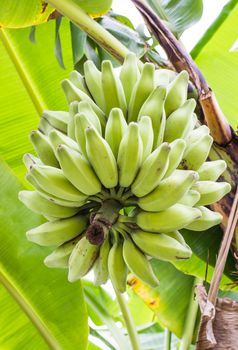 Silver Bluggoe, (Musa sapientum Linn or Musa (ABB group) "Kluai Hak Mulk" name Thailand on banana tree