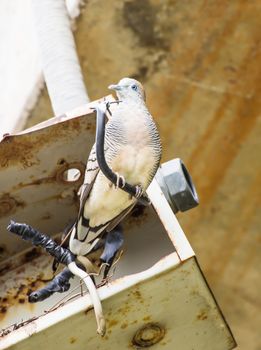 Dove in the fire box.