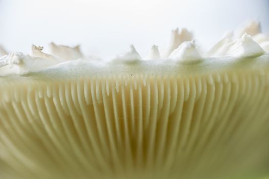 White lepidella mushroom, Amanita vittadinii, detail of gills