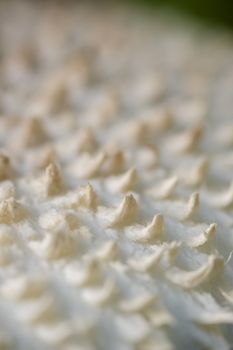 White lepidella mushroom, Amanita vittadinii, detail of cap