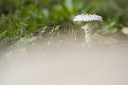 White lepidella mushroom growing on green grass, Amanita vittadinii