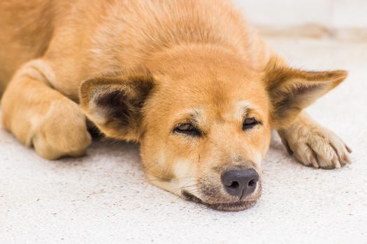 Dog sleep on the street somewhere in Bangkok, Thailand