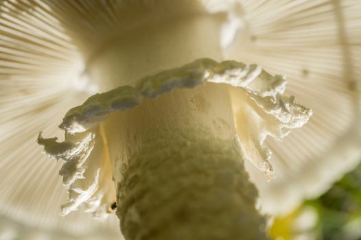 White lepidella mushroom, Amanita vittadinii, detail of gills