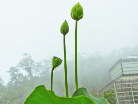 Growing flowers in pots to bloom in the rainy season