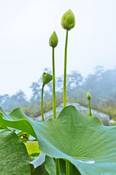 Growing flowers in pots to bloom in the rainy season