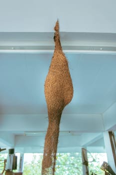 Birds nest made from woven grass hair