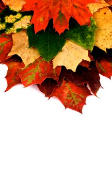 Border of Multi Colored Autumn Maple Leaf isolated on white background