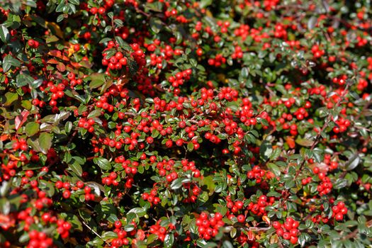 autumn natural background with red gaultheria