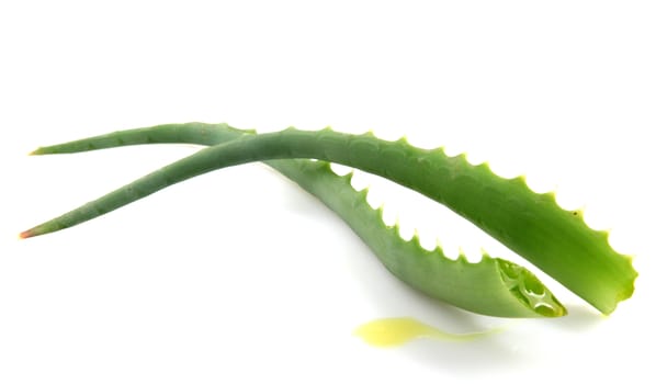 Aloe Vera Plant Isolated On White