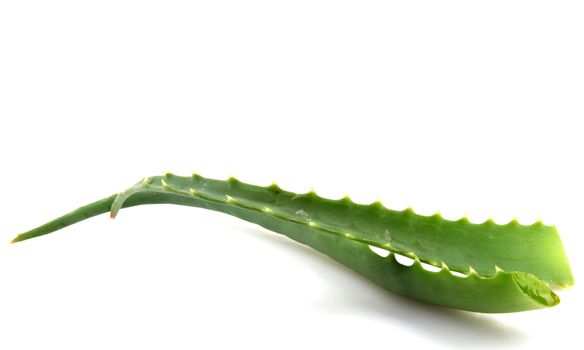 Aloe Vera Plant Isolated On White