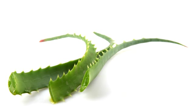 Aloe Vera Plant Isolated On White