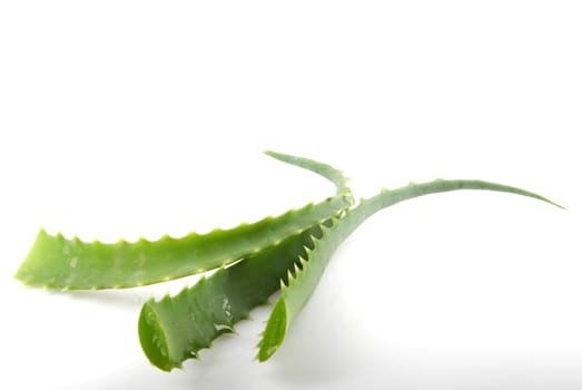 Aloe Vera Plant Isolated On White