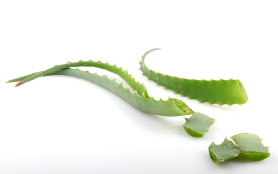 Aloe Vera Plant Isolated On White