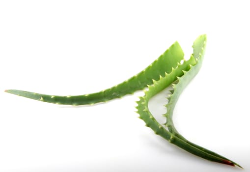 Aloe Vera Plant Isolated On White
