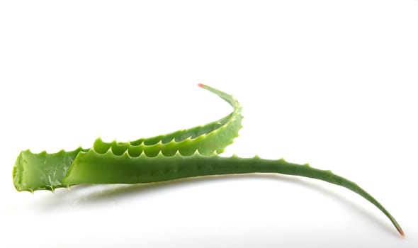 Aloe Vera Plant Isolated On White