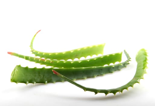 Aloe Vera Plant Isolated On White