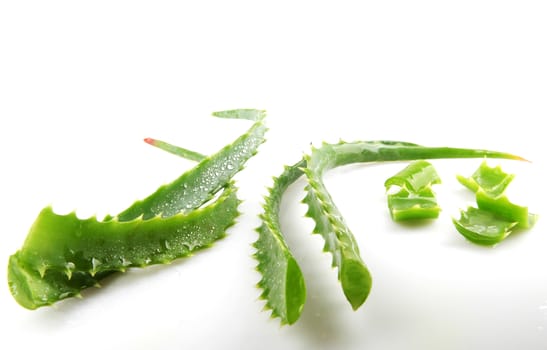 Aloe Vera Plant Isolated On White