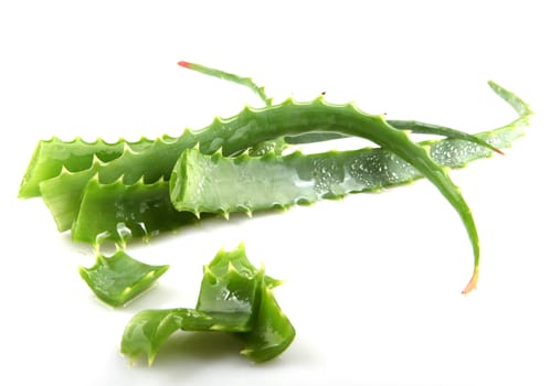 Aloe Vera Plant Isolated On White