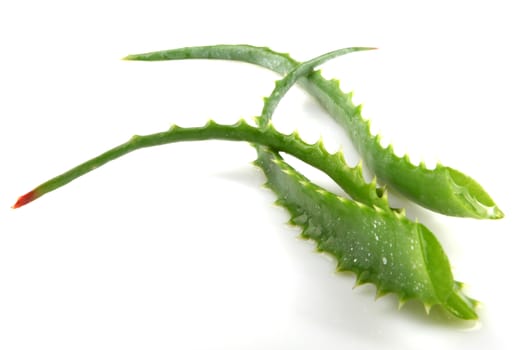 Aloe Vera Plant Isolated On White