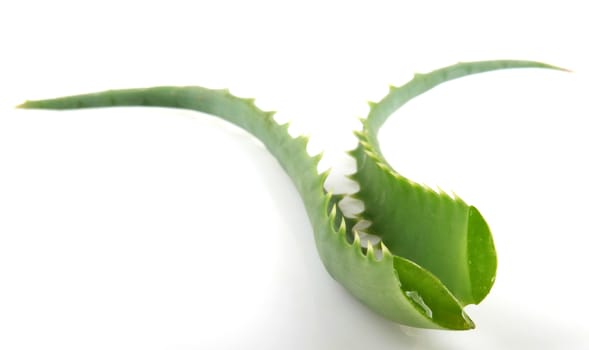 Aloe Vera Plant Isolated On White