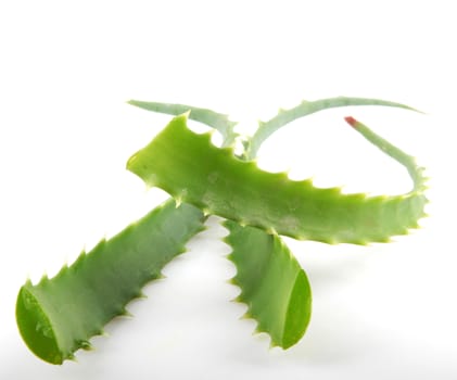 Aloe Vera Plant Isolated On White