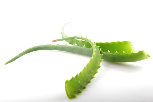 Aloe Vera Plant Isolated On White