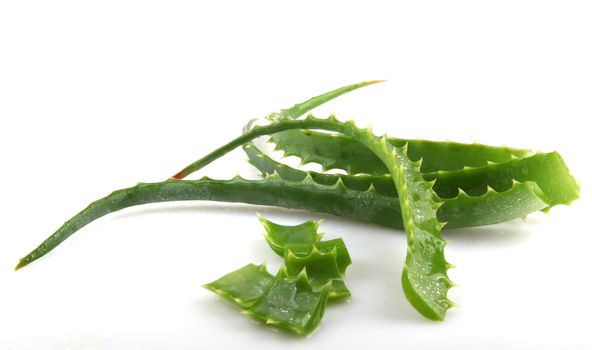 Aloe Vera Plant Isolated On White