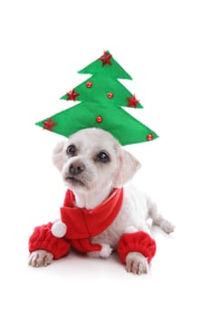 Cute puppy dog wearing a Christmas tree hat, red scarf and matching leg warmers.
