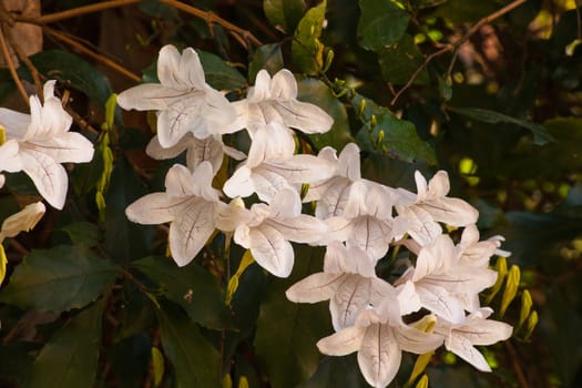 The forest bell bush is indemic to Southern Africa and occurs naturally in the Eastern Cape, Kwazulu Natal, Swaziland and Northern Province in evergreen forest, often along the edges of a stream.