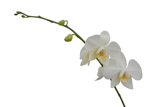 White orchid flower isolated on white background