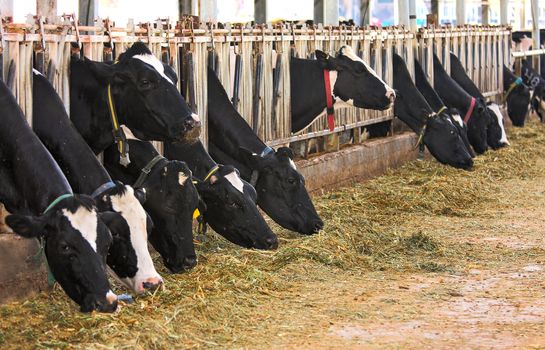 Cows stand in a row in a stall and eat hay at dairy farm in Israel.