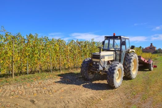 Farm tractor on the ground among growing vineyards under clear blue sky in Piedmont, Northern Italy.