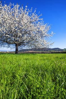 Big white blossoming tree in spring.