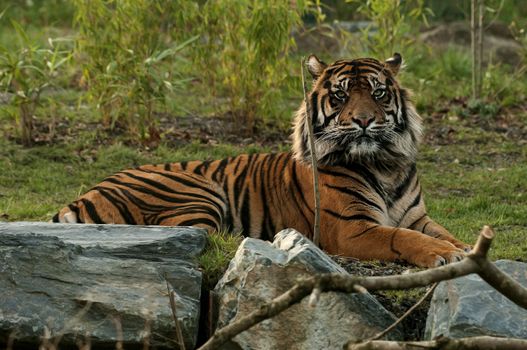 The tiger (Panthera tigris) is the largest cat species, it's most recognizable feature is a pattern of dark vertical stripes on reddish-orange fur with a lighter underside.