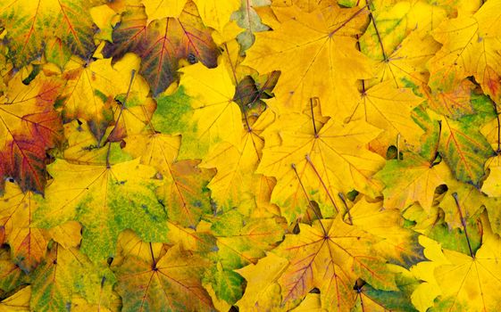 Background group autumn orange leaves