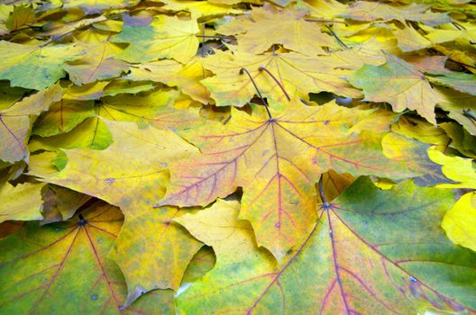 Background group autumn orange leaves