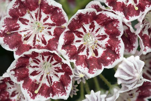 Mountain Laurel Flowers and Buds Minuet Blooming in Spring Closeup Macro
