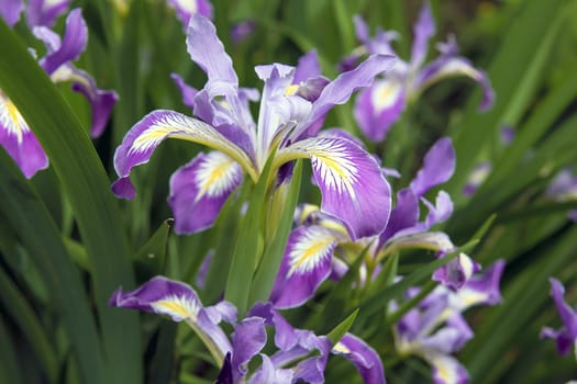 Oregon Iris Flowers Blooming in Springtime Closeup Macro
