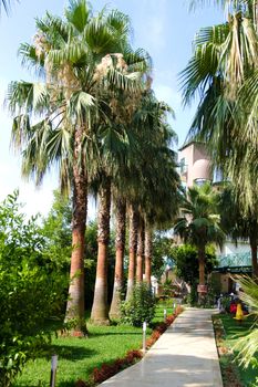 Alley in a tropical garden with a stone path