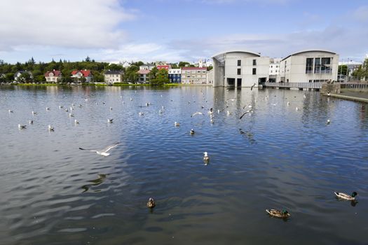 Pond in central Reykjavik