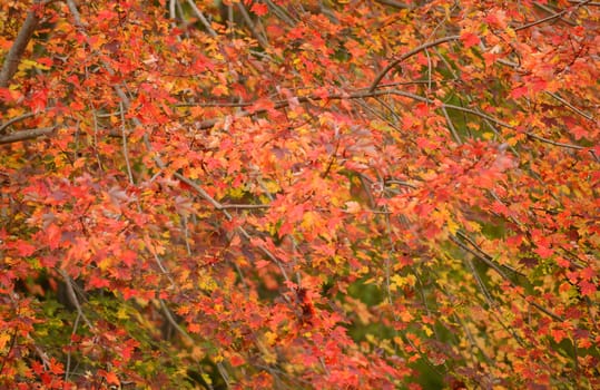 maple tree background in the autumn season