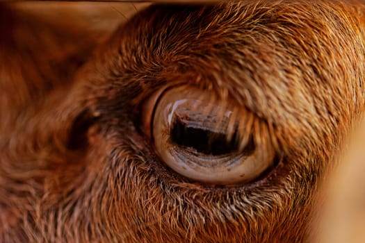 close up picture about yellow goats eye